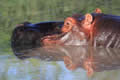 Hippo, Sabi Sand Game Reserve, &copy;Nicola Millner