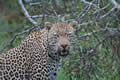 Leopard, Sabi Sand Game Reserve, &copy;Nicola Millner