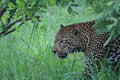 Leopard, Sabi Sand Game Reserve, &copy;Nicola Millner