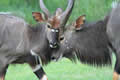 Nyala, Sabi Sand Game Reserve, &copy;Nicola Millner