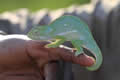 Chameleon, Sabi Sand Game Reserve, &copy;Nicola Millner