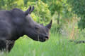 Rhino, Sabi Sand Game Reserve, &copy;Nicola Millner
