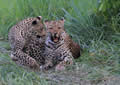 Leopards, Sabi Sand Game Reserve, &copy;Nicola Millner