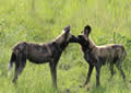 Wild Dog, Sabi Sand Game Reserve, &copy;Nicola Millner