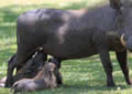 Warthog, Sabi Sand Game Reserve, &copy;Nicola Millner