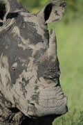Rhino, Sabi Sand Game Reserve, &copy;Nicola Millner