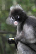 Monkey, Sabi Sand Game Reserve, &copy;Nicola Millner