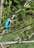 Kingfisher, Sabi Sand Game Reserve, &copy;Nicola Millner