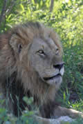 Lion, Sabi Sand Game Reserve, &copy;Nicola Millner