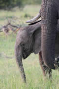 Baby Ele, Sabi Sand Game Reserve, &copy;Nicola Millner