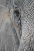 Close Up, Sabi Sand Game Reserve, &copy;Nicola Millner