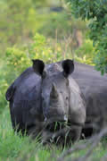 Rhino, Sabi Sand Game Reserve, &copy;Nicola Millner