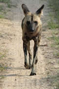 Wild Dog, Sabi Sand Game Reserve, &copy;Nicola Millner