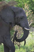 Elephant, Sabi Sand Game Reserve, &copy;Nicola Millner