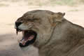 Lioness at Arathusa, Sabi Sand Game Reserve, &copy;Joanne Sharman