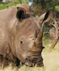 White Rhino, Balule Nature Reserve, &copy;Michael Dockree