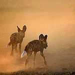 Wild dog