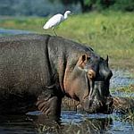 Fly Me Around Botswana