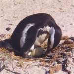Penguin on nest