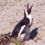 Boulders Beach Penguin