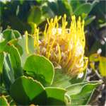 Fynbos 