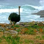 Ostrich at Cape Point