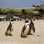 Boulders Beach