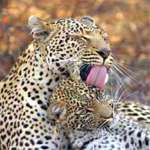 Leopards - Sabi Sand