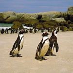 Penguins at Boulders Beach