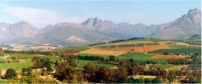 Cape Winelands Landscape 