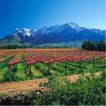 Cape Winelands landscape