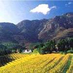 The Cape Winelands Scenery