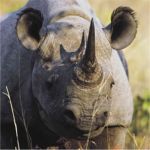 Black rhino