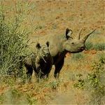 Damaraland black rhino and baby