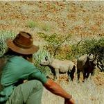 Damaraland black rhino tracking