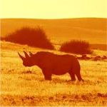Damaraland black rhino in the desert