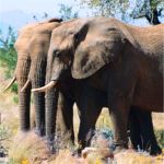 Damaraland desert elephants