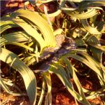 Welwitschia plants