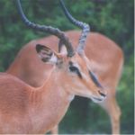 Black-faced Impala - Etosha