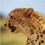 Cheetah - Etosha