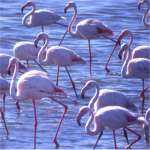 Flamingoes - Etosha