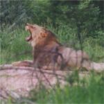 Lion - Etosha