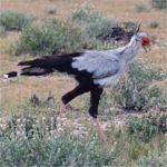 Secretary Bird - Etosha