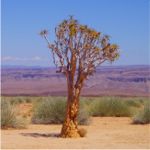 Fish River Canyon scenery