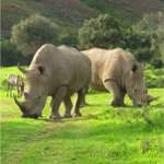Buffalo Hills Game Drive