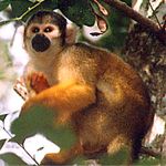 Squirrel Monkey