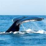 Whale Watching