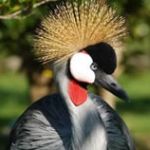 Birds of Eden
