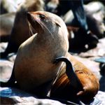 Cape Cross seal