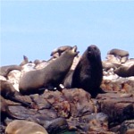 Seal colony